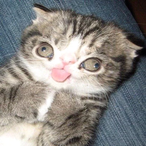 🐱 Стикер «Всратые Коты» для Telegram