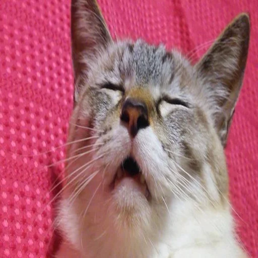 🐱 Стикер «Всратые Коты» для Telegram