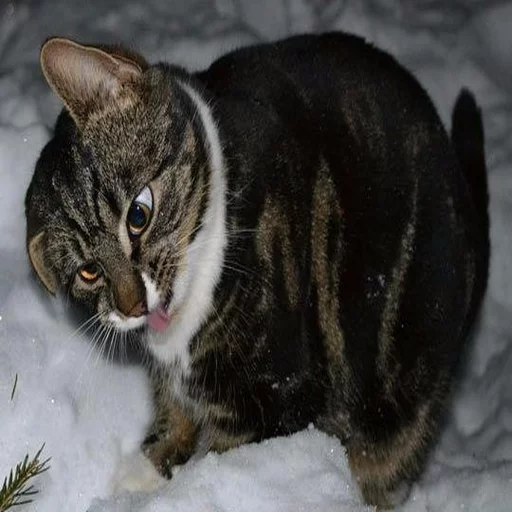 🐱 Стикер «Всратые Коты» для Telegram