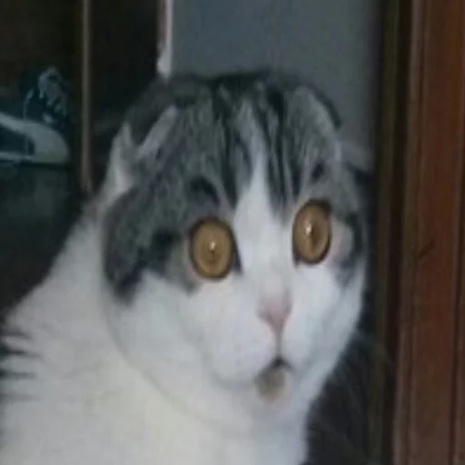 🐱 Стикер «Всратые Коты» для Telegram