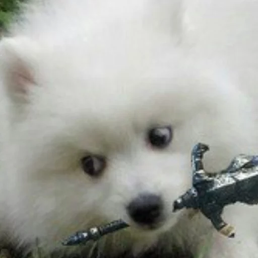 🐶 Стикер «Всратые Коты» для Telegram