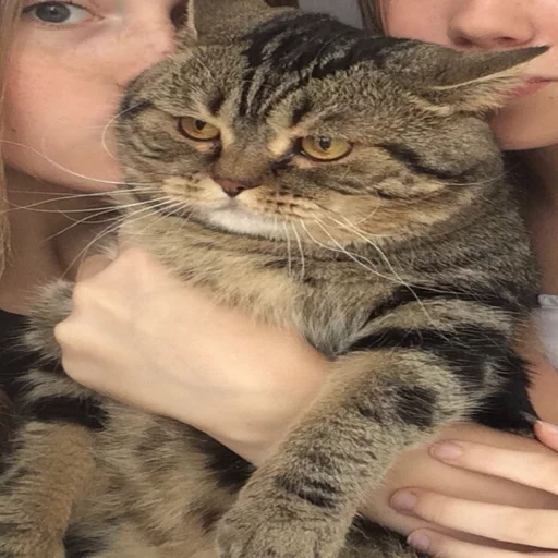 🐱 Стикер «Всратые Коты» для Telegram