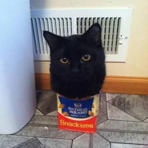 🐱 Стикер «Всратые Коты» для Telegram