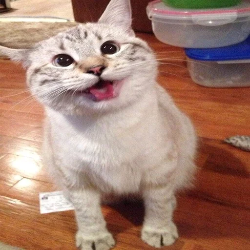🐱 Стикер «Всратые Коты» для Telegram