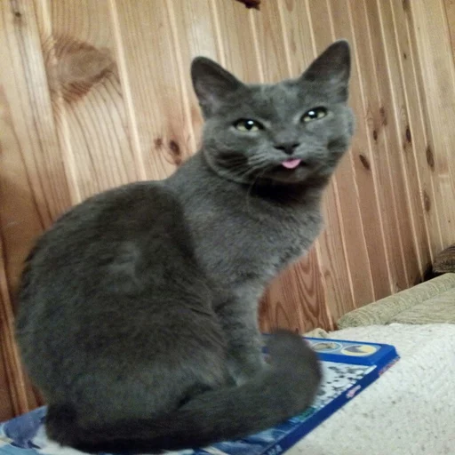 🐱 Стикер «Всратые Коты» для Telegram