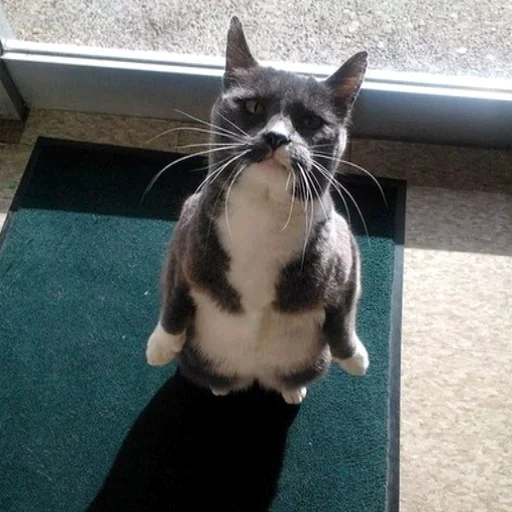 🐱 Стикер «Всратые Коты» для Telegram