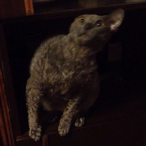 🐱 Стикер «Всратые Коты» для Telegram
