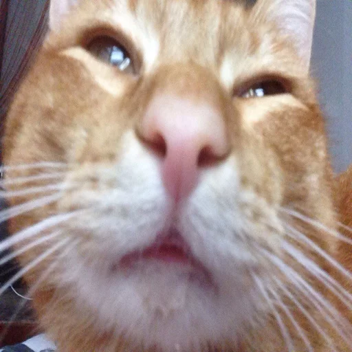 🐱 Стикер «Всратые Коты» для Telegram