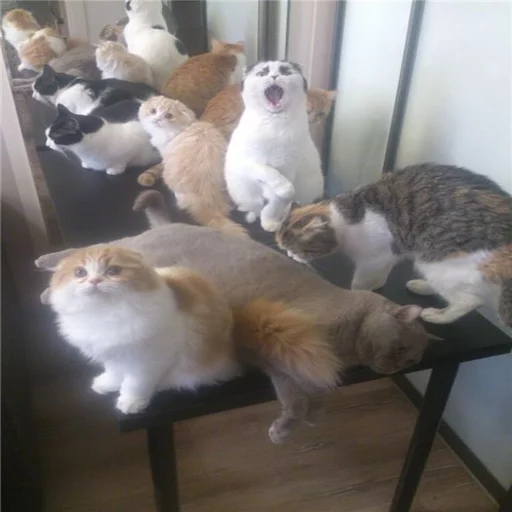 🐱 Стикер «Всратые Коты» для Telegram
