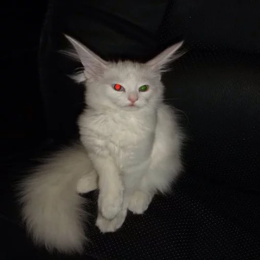 🐱 Стикер «Всратые Коты» для Telegram