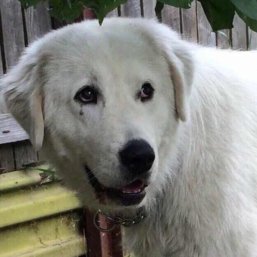 🐶 Стикер «Всратые Коты» для Telegram