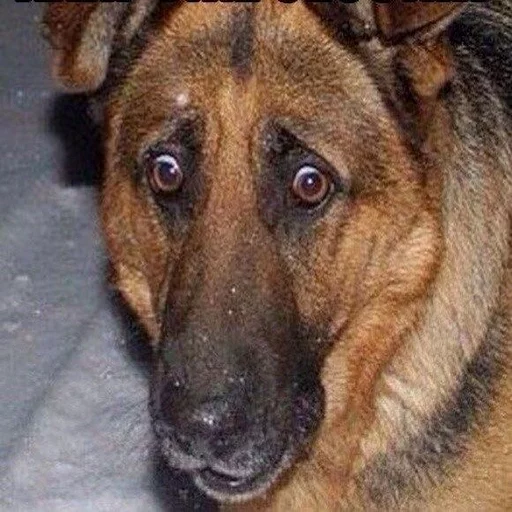 🐶 Стикер «Всратые Коты» для Telegram