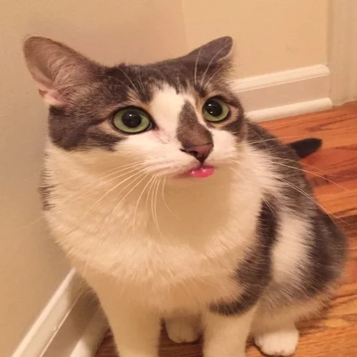 🐱 Стикер «Всратые Коты» для Telegram