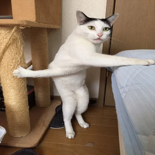 🐱 Стикер «Всратые Коты» для Telegram