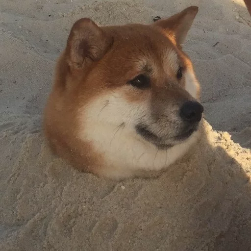 🐶 Стикер «Всратые Коты» для Telegram