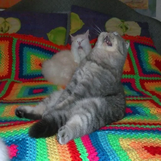 🐱 Стикер «Всратые Коты» для Telegram