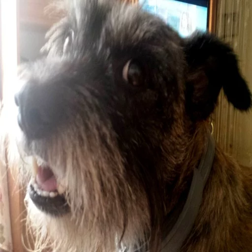 🐶 Стикер «Всратые Коты» для Telegram