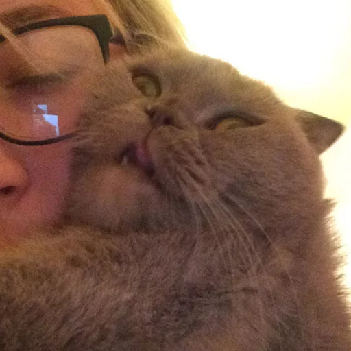 🐱 Стикер «Всратые Коты» для Telegram