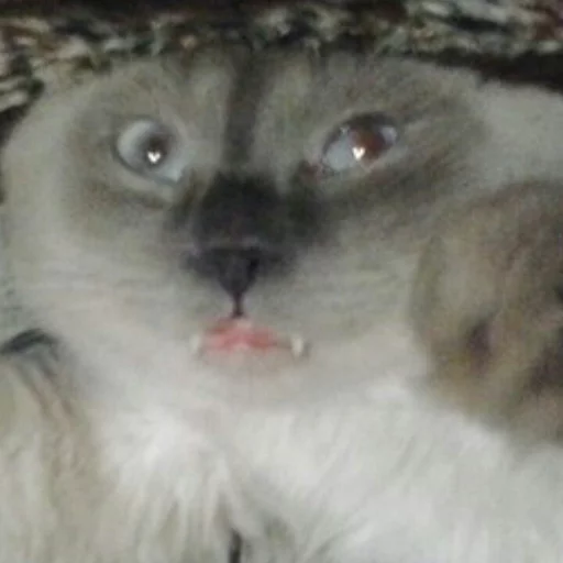 🐱 Стикер «Всратые Коты» для Telegram