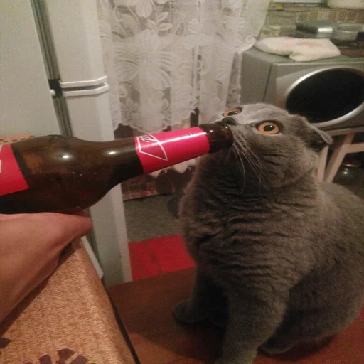 🐱 Стикер «Всратые Коты» для Telegram