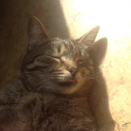 🐱 Стикер «Всратые Коты» для Telegram