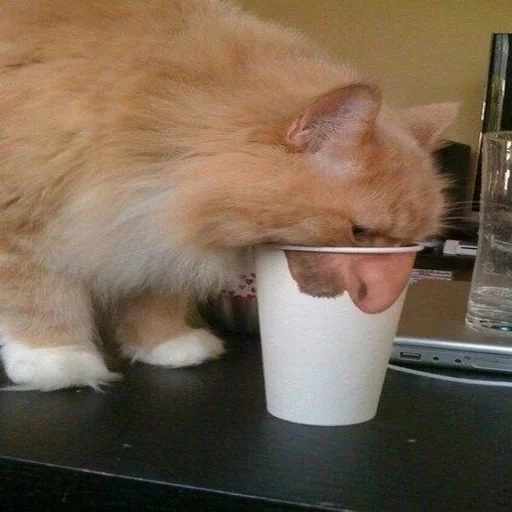🐱 Стикер «Всратые Коты» для Telegram