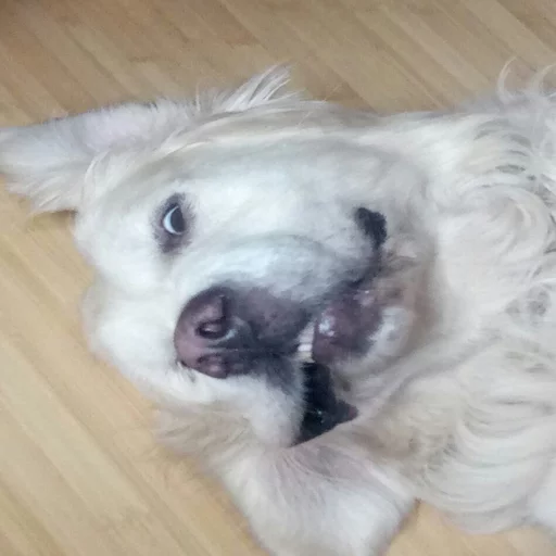 🐶 Стикер «Всратые Коты» для Telegram