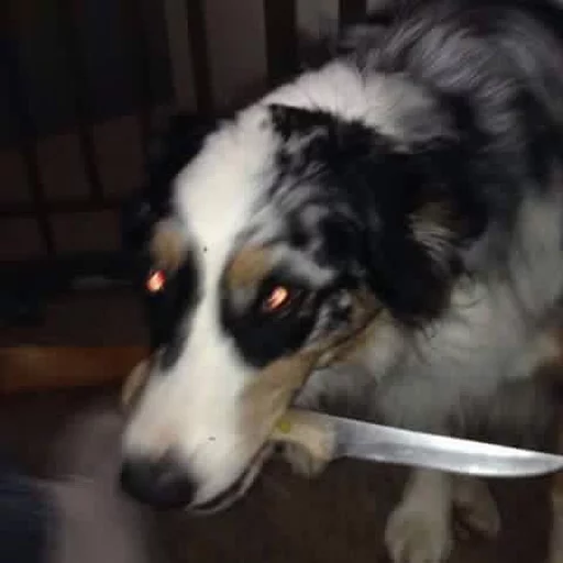 🐶 Стикер «Всратые Коты» для Telegram