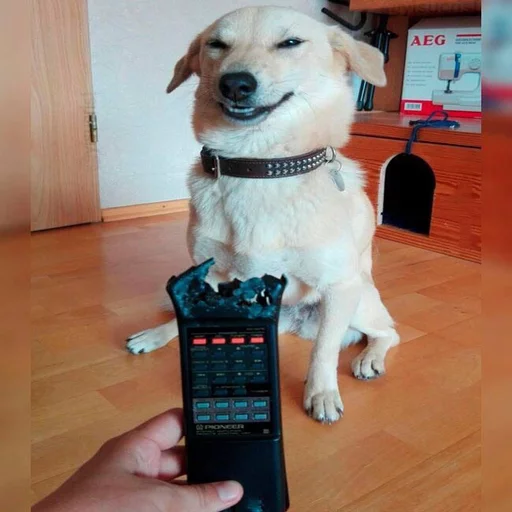 🐶 Стикер «Всратые Коты» для Telegram