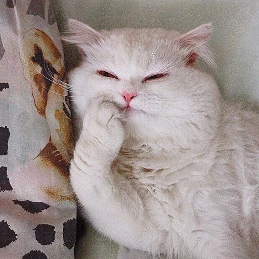 🐱 Стикер «Всратые Коты» для Telegram