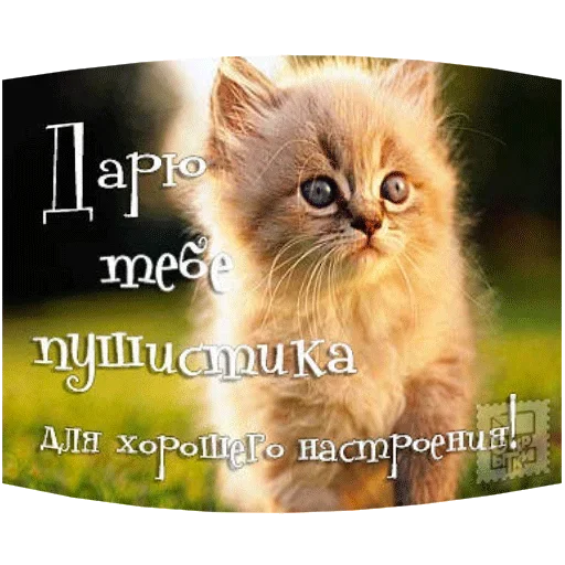 🥰 Стикер «Всратые Одноклассники» для Telegram