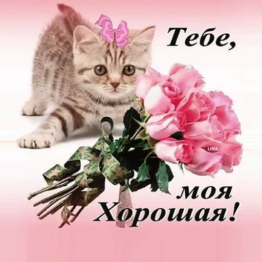 😧 Стикер «Всратые Одноклассники» для Telegram