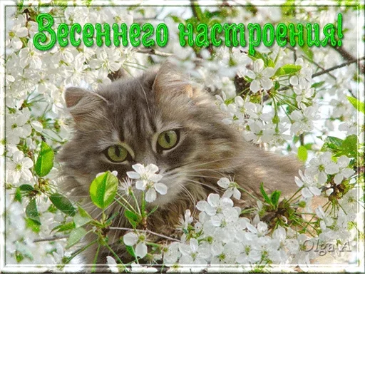 😢 Стикер «Всратые Одноклассники» для Telegram