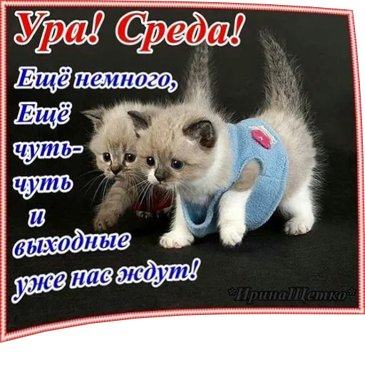 😠 Стикер «Всратые Одноклассники» для Telegram