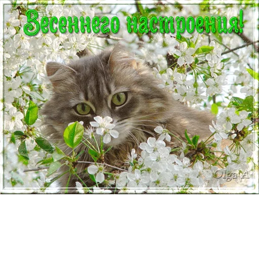 🌱 Стикер «ВсратыеОдноклассники» для Telegram