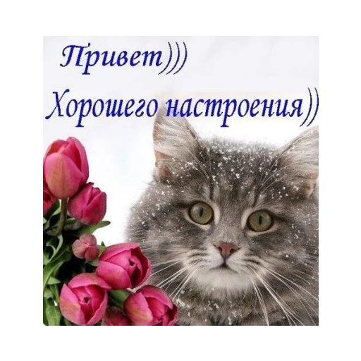 👋 Стикер «ВсратыеОдноклассники» для Telegram