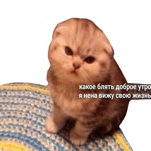 🤨 Стикер «встратыши» для Telegram