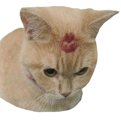 😘 Стикер «встратыши» для Telegram