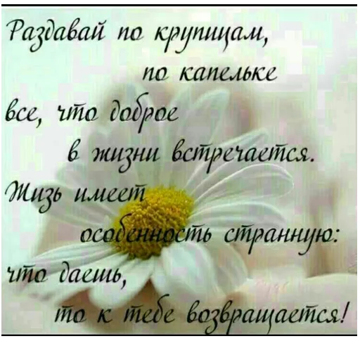 🌼 Стикер «ВЛВ» для Telegram