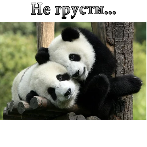 🐼 Стикер «ВЛВ» для Telegram