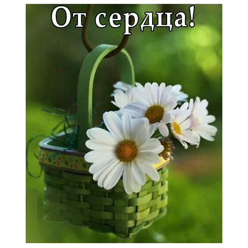🌼 Стикер «ВЛВ» для Telegram