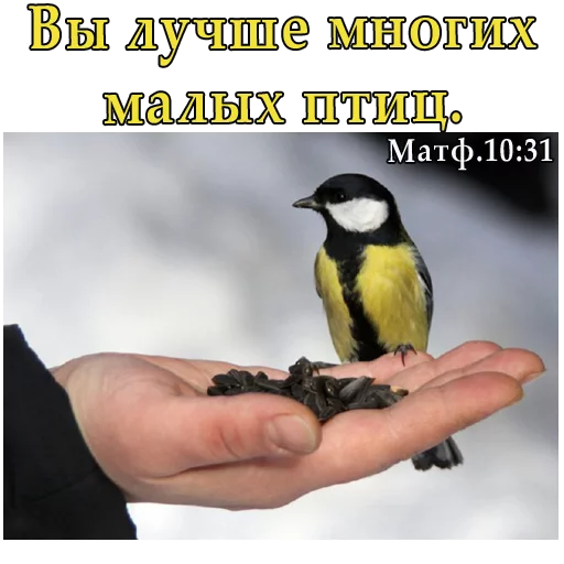🐥 Стикер «ВЛВ» для Telegram