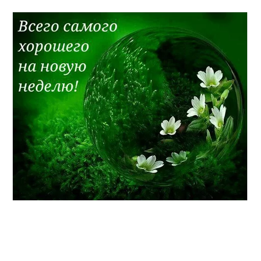 🌺 Стикер «ВЛВ» для Telegram