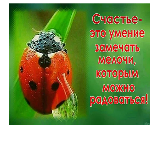 🐞 Стикер «ВЛВ» для Telegram