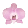 🍏 Эмодзи «⬚͒ ྀ ۙ ــڪ» для Telegram