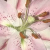 🍏 Эмодзи «⬚͒ ྀ ۙ ــڪ» для Telegram