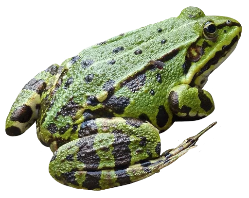 🐸 Стикер «ваффл!» для Telegram