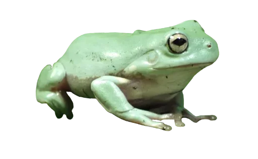 🐸 Стикер «ваффл!» для Telegram