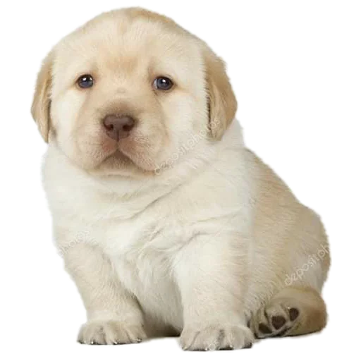 🩲 Стикер «ваффл!» для Telegram