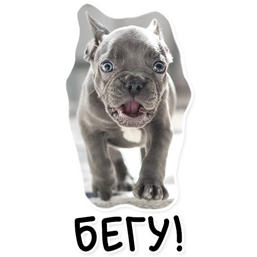 🏃‍♀️ Стикер «АЙДА ГУЛЯТЬ» для Telegram